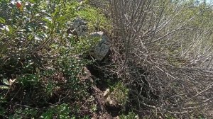 ПВД на плато Черногор, май 2025 года.mp4