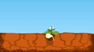 How Plants Grow