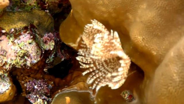 Feather duster worm (Sabellastarte indica), Трубчатый веерный червь смотреть онлайн