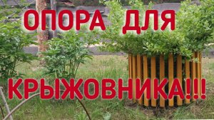 Опора для крыжовника из реек и пластиковой трубы!