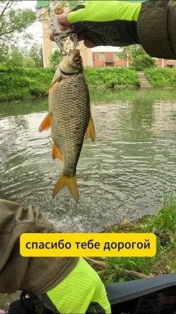 🤯🔥НЕ ВЕРЮ! РЫБА МЕЧТЫ ПРЯМО ЗДЕСЬ! 🎣💥Short Viral Video #shorts #funnyvideo  #fishing #рыбалка