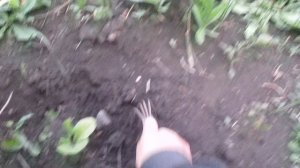 Как обрабатывать табак