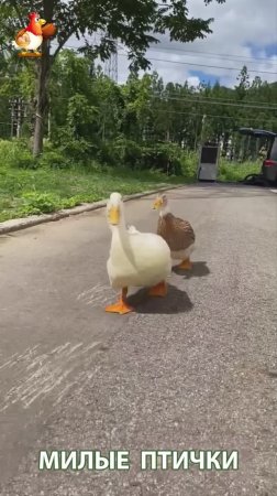 Утки домашние питомцы барыни сударыни  🦆🤗😂 (3)