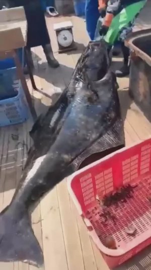 Камбала размером с человека 🙀🐟