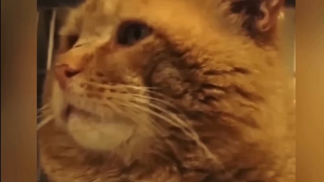 Огромный говорящий кот попадает в приют и говорит ОДН? смотреть онлайн