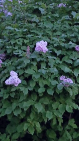 1000022538.mp4
#Сирень