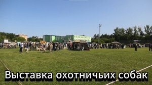 Выставка охотничьих собак