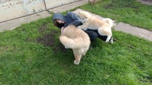 Щенки Акита Ину 3,5 месяца