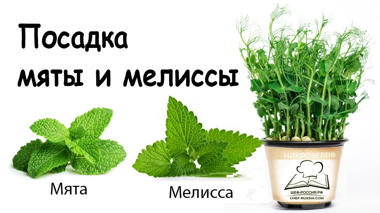 Рассада