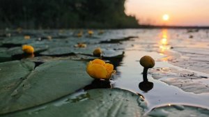 Кувшинки