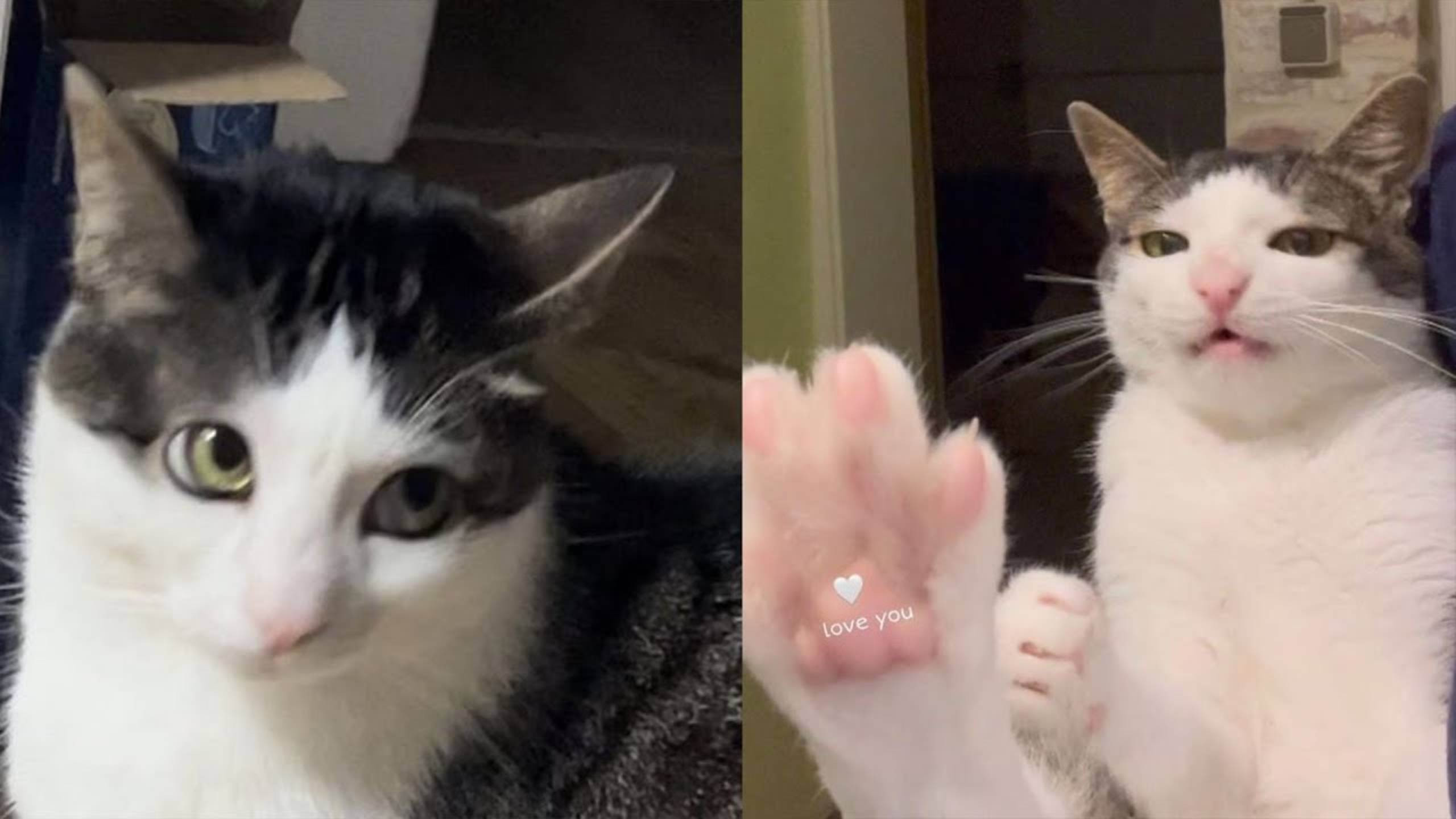 СМЕШНЫЕ КОТЫ 2025 ЛУЧШИЕ ПРИКОЛЫ С КОТАМИ, КОШКИ, КОТИКИ, СОБАЧКИ, СМЕШНОЕ ВИДЕО