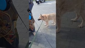 Экофест - что это?