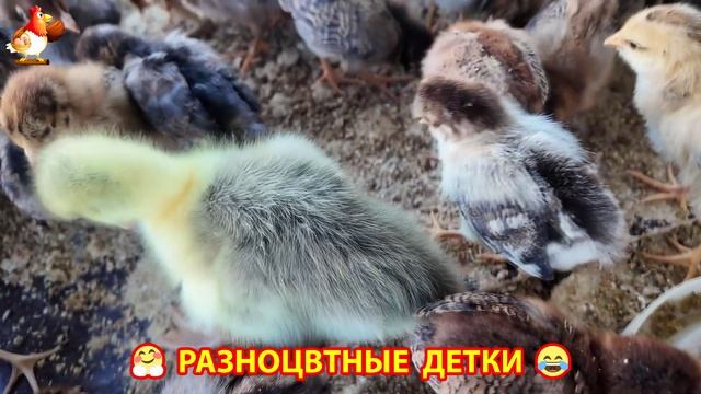 Цыплята и утята милые пушистики растут на радость хозяину (28)