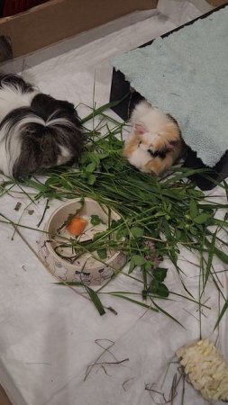 Морские свинки не хотят есть культурно