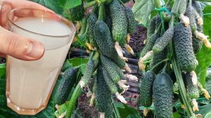 🌱💦 Полила так – и огурцы полезли, как сумасшедшие!