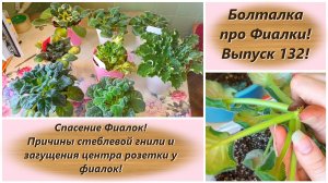 Болталка про Фиалки! Выпуск 132! Спасение Фиалок! Причины стеблевой гнили, загущения центра розетки!