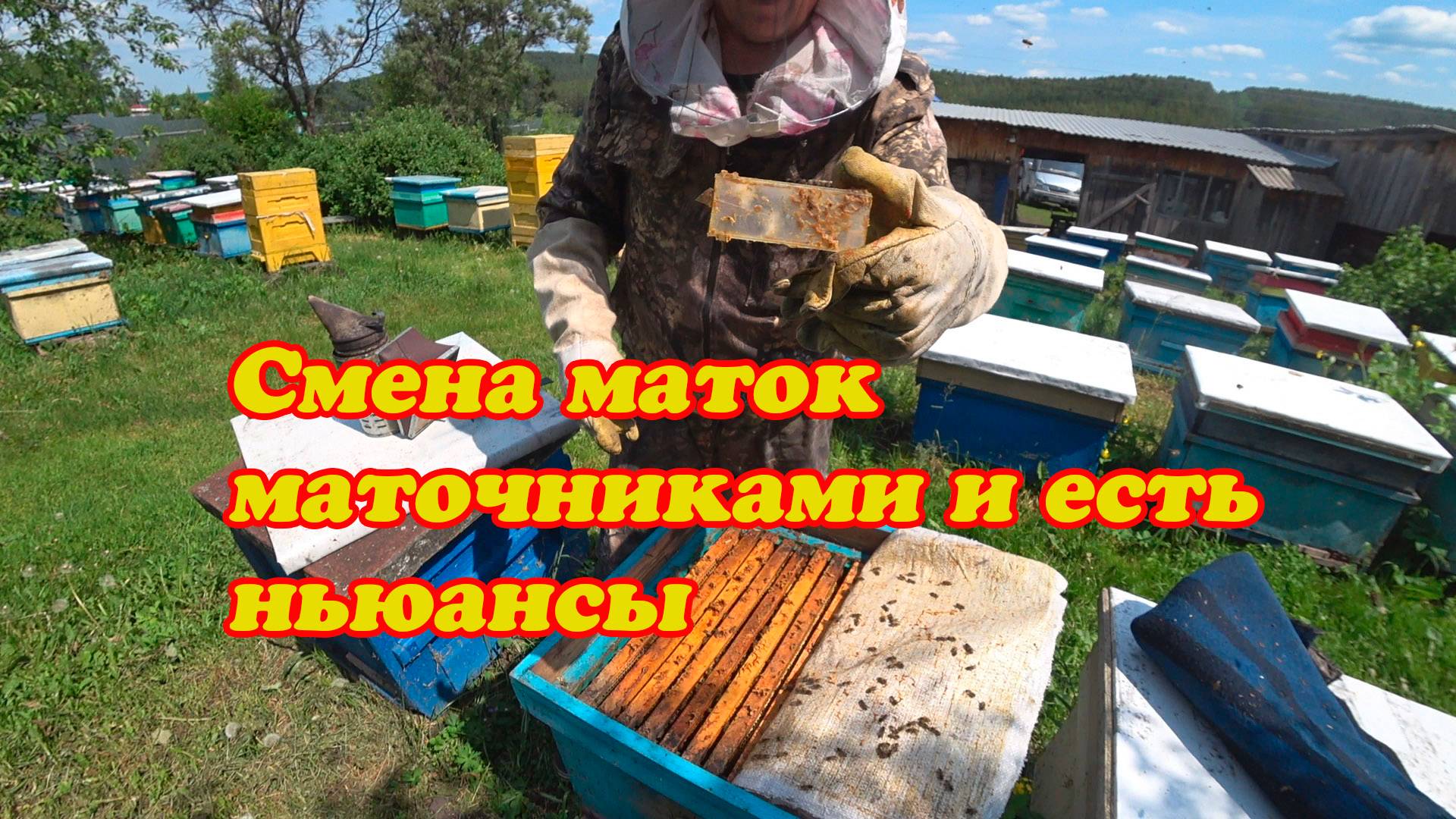 СМЕНА МАТОК МАТОЧНИКАМИ В ОСНОВНЫХ ПЧЕЛОСЕМЬЯХ, ПРОБЛЕМЫ И НЬЮАНСЫ, КАК ИПРАВИТЬ.