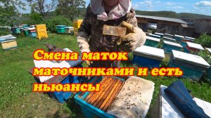 СМЕНА МАТОК МАТОЧНИКАМИ В ОСНОВНЫХ ПЧЕЛОСЕМЬЯХ, ПРОБЛЕМЫ И НЬЮАНСЫ, КАК ИПРАВИТЬ.
