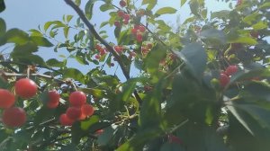 Поспели вишни в саду у дяди ......