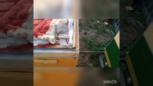 Акация, итоги. Испытание украинской степной.