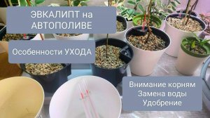 🔵⚪ПОДРОБНО  PRO  ЭВКАЛИПТЫ НА АВТОПЛИВЕ. ЗАМЕНА ВОДЫ. УДОБРЕНИЕ.
