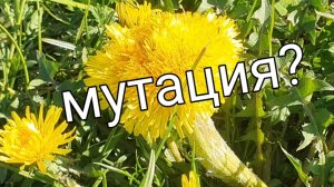 Кучка одуванчиков сраслись в один большой цветок.