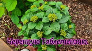 Черенкую таблетензию после возвратных заморозков из полуфабрикатов