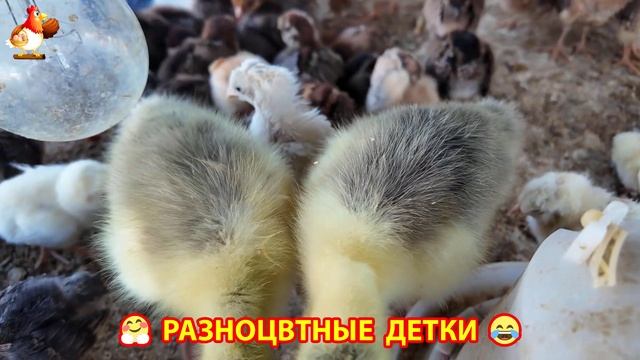 Цыплята и утята милые пушистики растут на радость хозяину (29)
