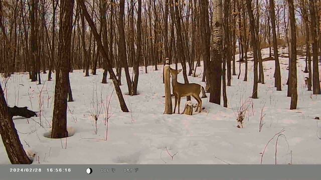 Семья сибирских косуль на солонце 28.02.2024 смотреть онлайн