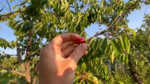 Жизнь в станице на Кубани.
