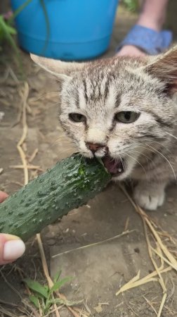 Кот Кузя ест огурцы!