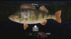 Окунь, трофейная рыба 2 кг, 68 грамм, Старый Острог, игра Русская Рыбалка 4