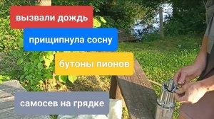 Вызвали дождь/прищипнула сосну/ бутоны пионов/самосев на грядке