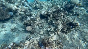 Шарм-эш-Шейх встреча с акулой