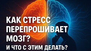 Как стресс перепрошивает мозг и что с этим делать?