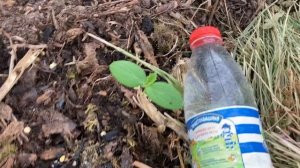Лук чернушка , баклажаны, кабачёк, огуречная грядка в открытом грунте.