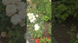 Наслаждаюсь красотой райских роз. С праздником Святой Троицы.
