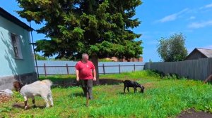 Работы всегда хватает. Приучаем к ошейнику и проводку