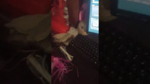 Материнская плата Asus PBH61-M LX3 PLUS