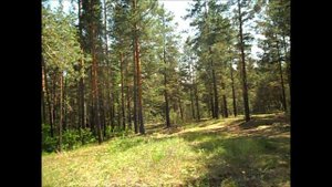 Собираю семена сон-травы