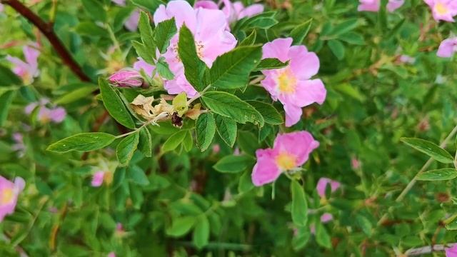 Цветущий шиповник. Как цветёт шиповник