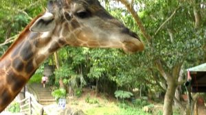 Диана и Рома ( Diana Roma ) - Диана и Рома едут в зоопарк и кормят животных