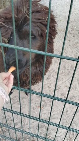 Лимпопо