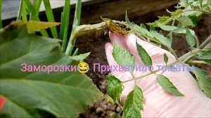 7 июня заморозки. 🤣Прихватило томаты 🍅