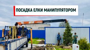Как манипулятор помогает сажать 4-метровые ели: наш опыт бережной перевозки | +7 (981) 815-74-75