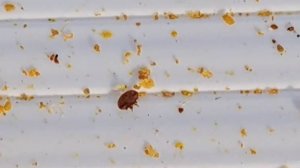 Последние мероприятия перед основным медосбором. Обработка от клеща. Клещ есть