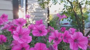 В лучах вечернего солнца, цветочный релакс 2023  FULL HD