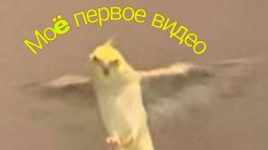 Моë первое видео.