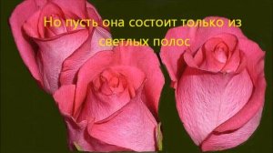 Прекрасные цветы розы хорошему человеку с добрыми пожеланиями