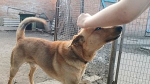 Оранжевый пёс